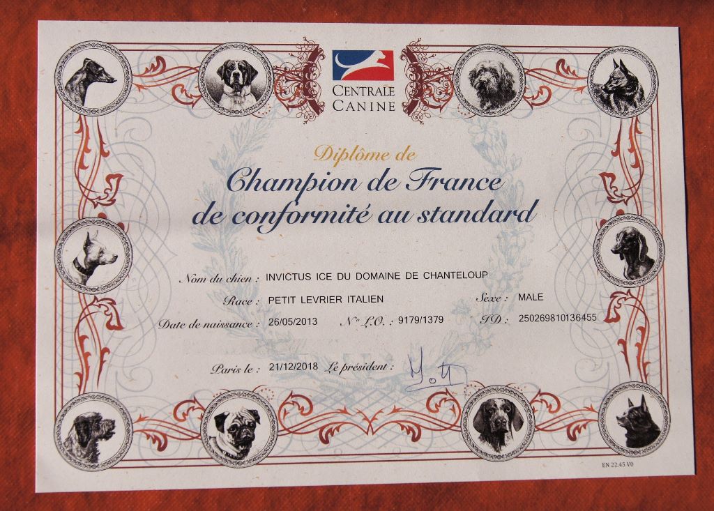 des Joyaux d'herneith - INVICTUS ICE Champion de France de Beauté !
