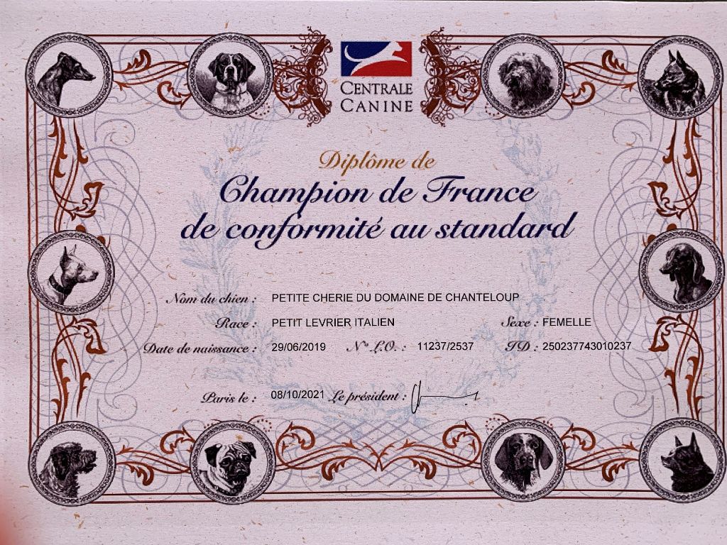 des Joyaux d'herneith - Petite Chérie CHAMPIONNE DE FRANCE de beauté !