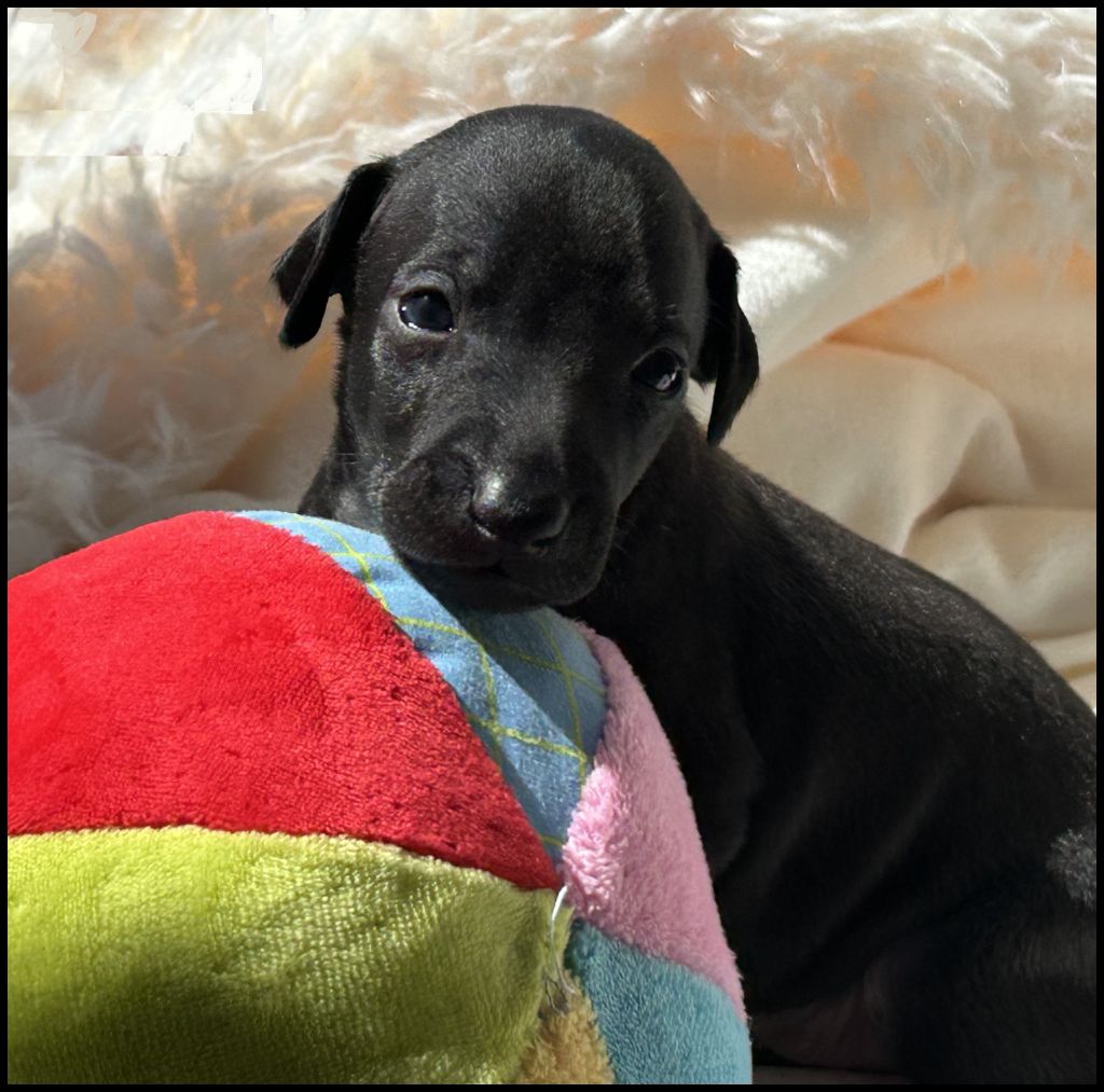 chiot Petit Levrier Italien des Joyaux d'herneith