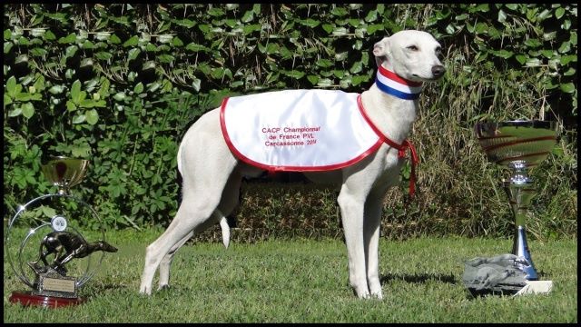 des Joyaux d'herneith - ICE Champion de France de PVL