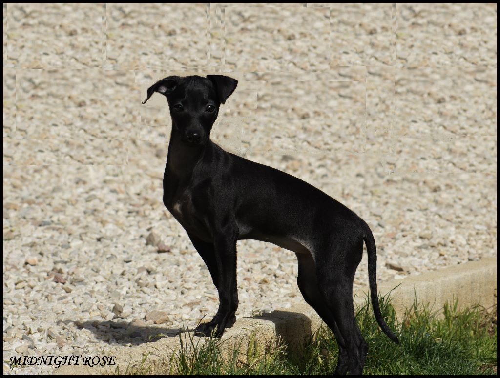 des Joyaux d'herneith - Bienvenue Midnight Rose