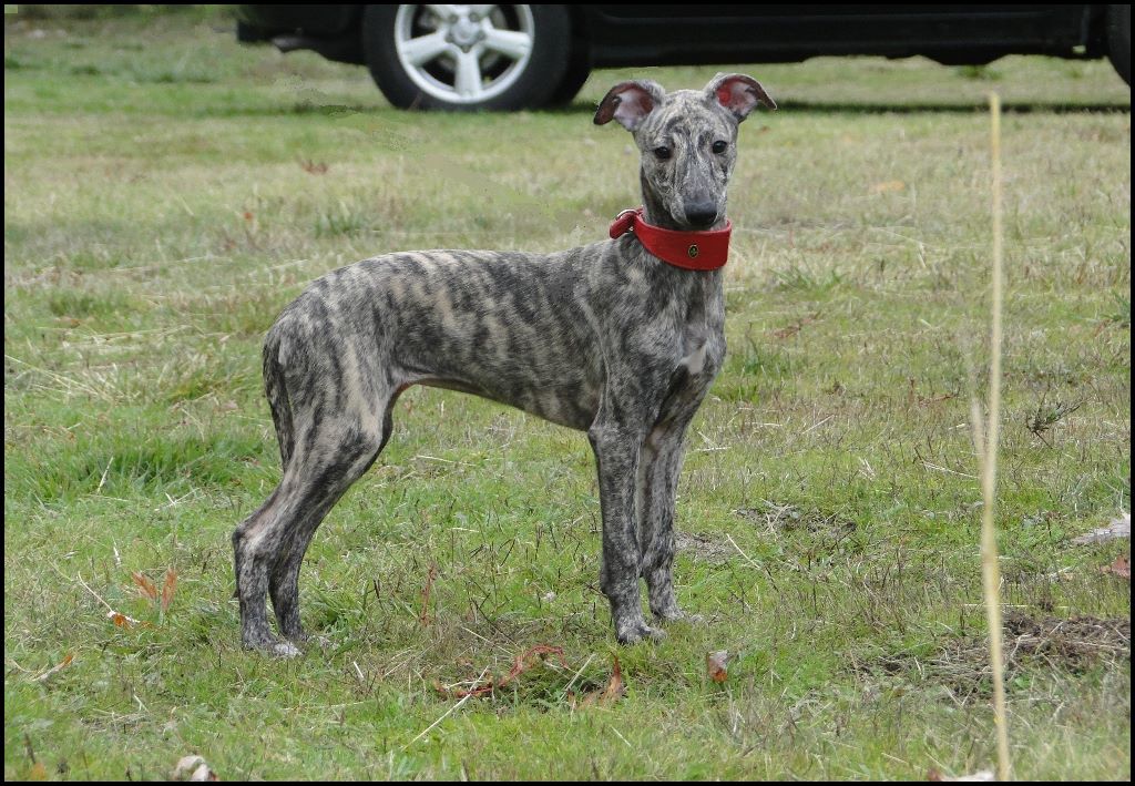 des Joyaux d'herneith - Bienvenue LOU !