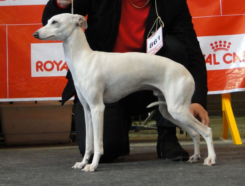 des Joyaux d'herneith - ICE CHAMPION D'ESPAGNE 2021