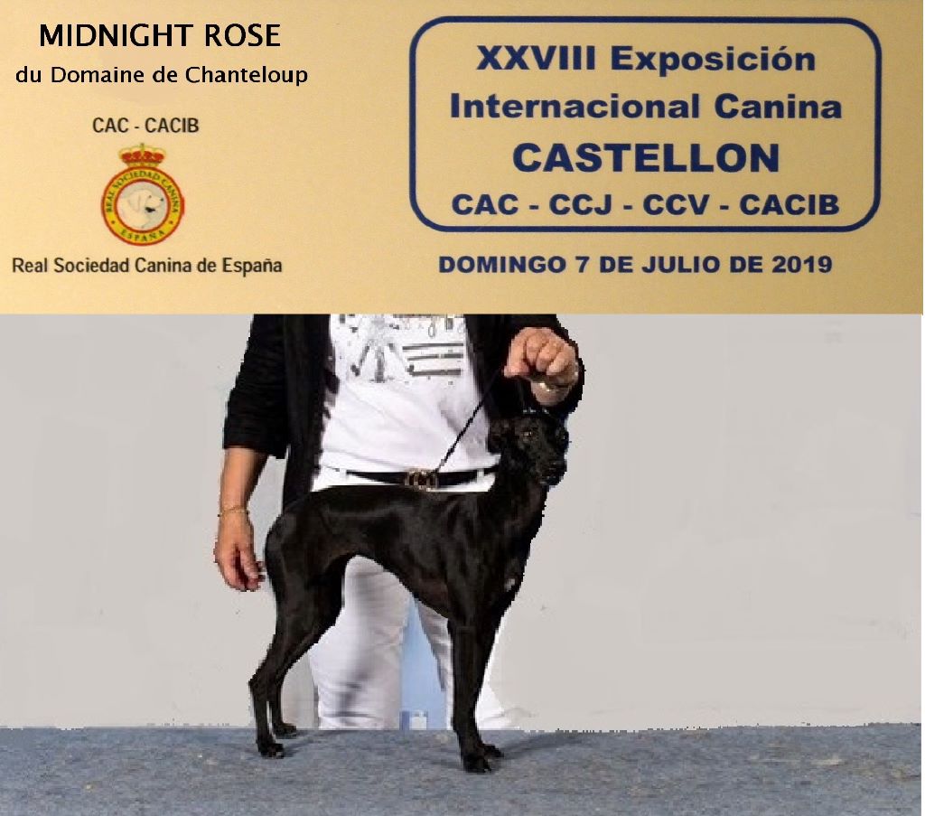 des Joyaux d'herneith - CASTELLON Exposition Internationale