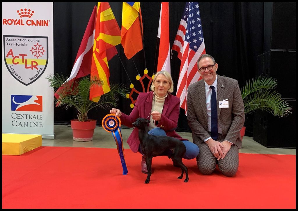 des Joyaux d'herneith - Expositions canines Perpignan NDS & IDS