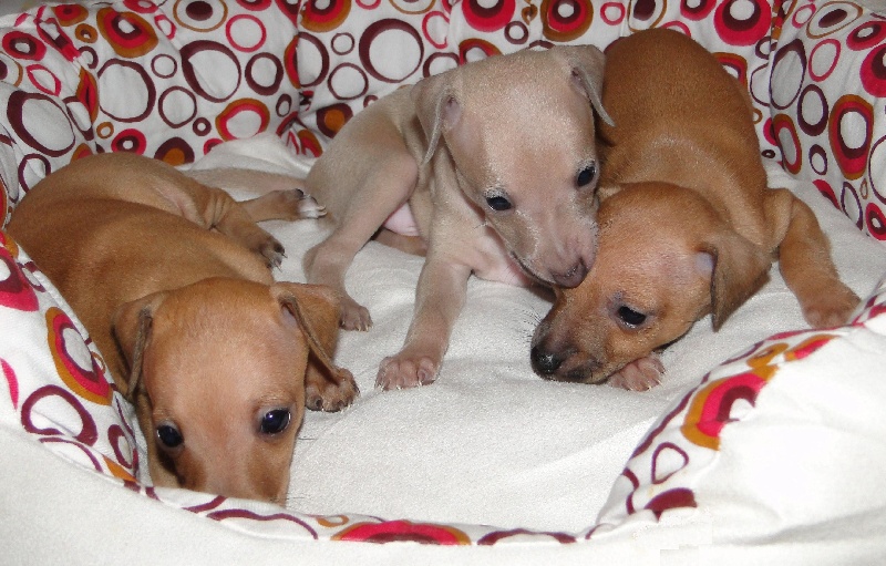 Nos chiots Petits Lévriers Italiens